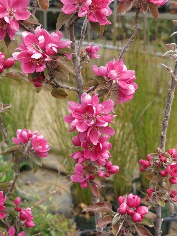 楽天市場 りんご苗 メイちゃんの瞳バレリーナツリー リンゴ苗 園芸百貨店何でも揃うこぼんさい