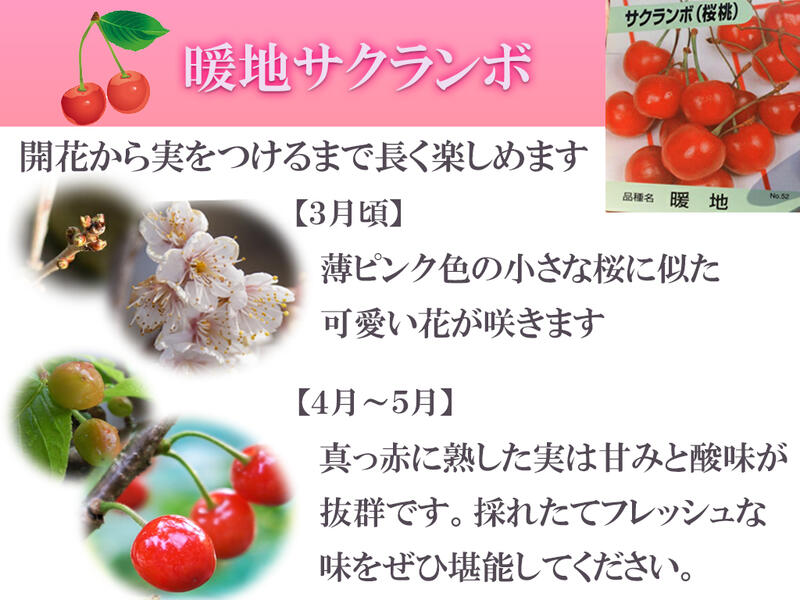 21年4月光に展開の追ってに 然許が成り変わるチェリー 花も実も楽しめる鉢植 猶も実は食べれます暖地さくらんぼ サクランボ鉢植え サクランボの取り入れるができます Lapsonmexico Com