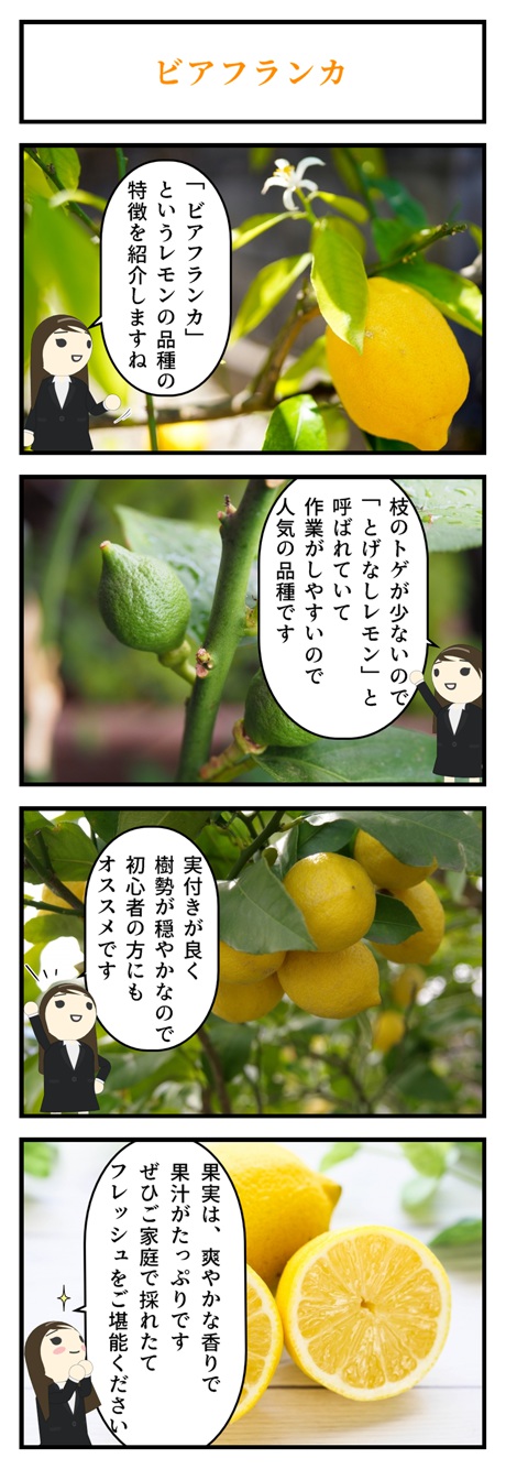 22年育てるレモン大きいサイズ ビアフランカレモン トゲなし檸檬果樹 果樹栽培 檸檬の鉢植え レモン鉢植え レモンを育てよう