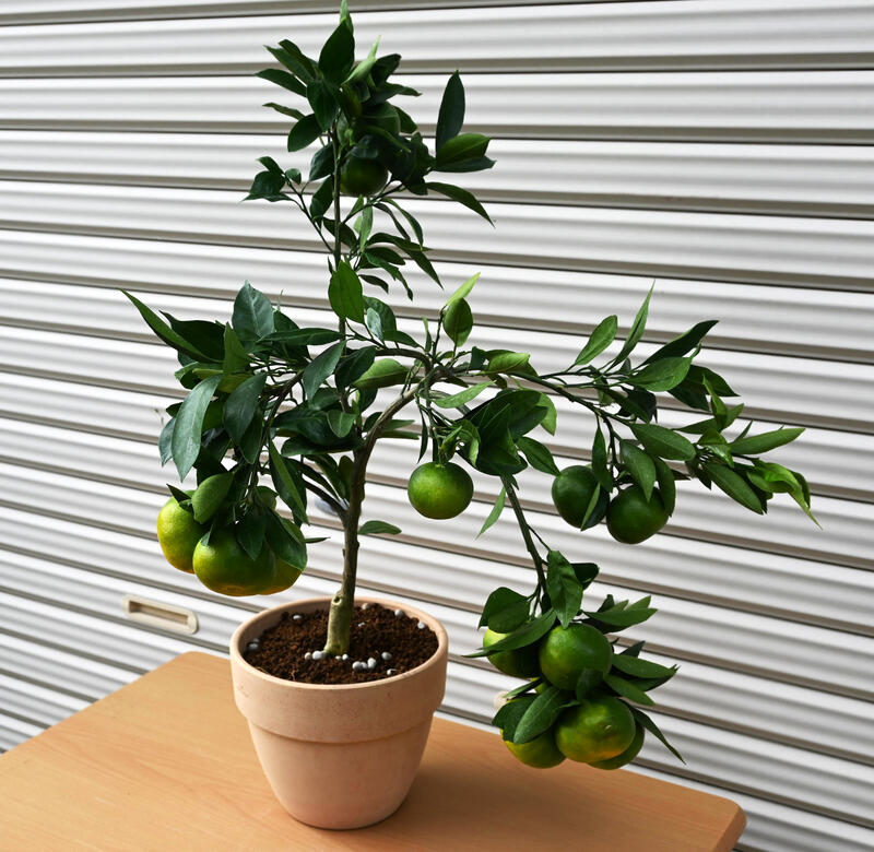 21年10月 12月実が付いています新入荷 みかん鉢植え おすすめの果樹ですみかん実付き テラコッタ鉢入り ミカン鉢 蜜柑 即納送料無料 ミカン鉢