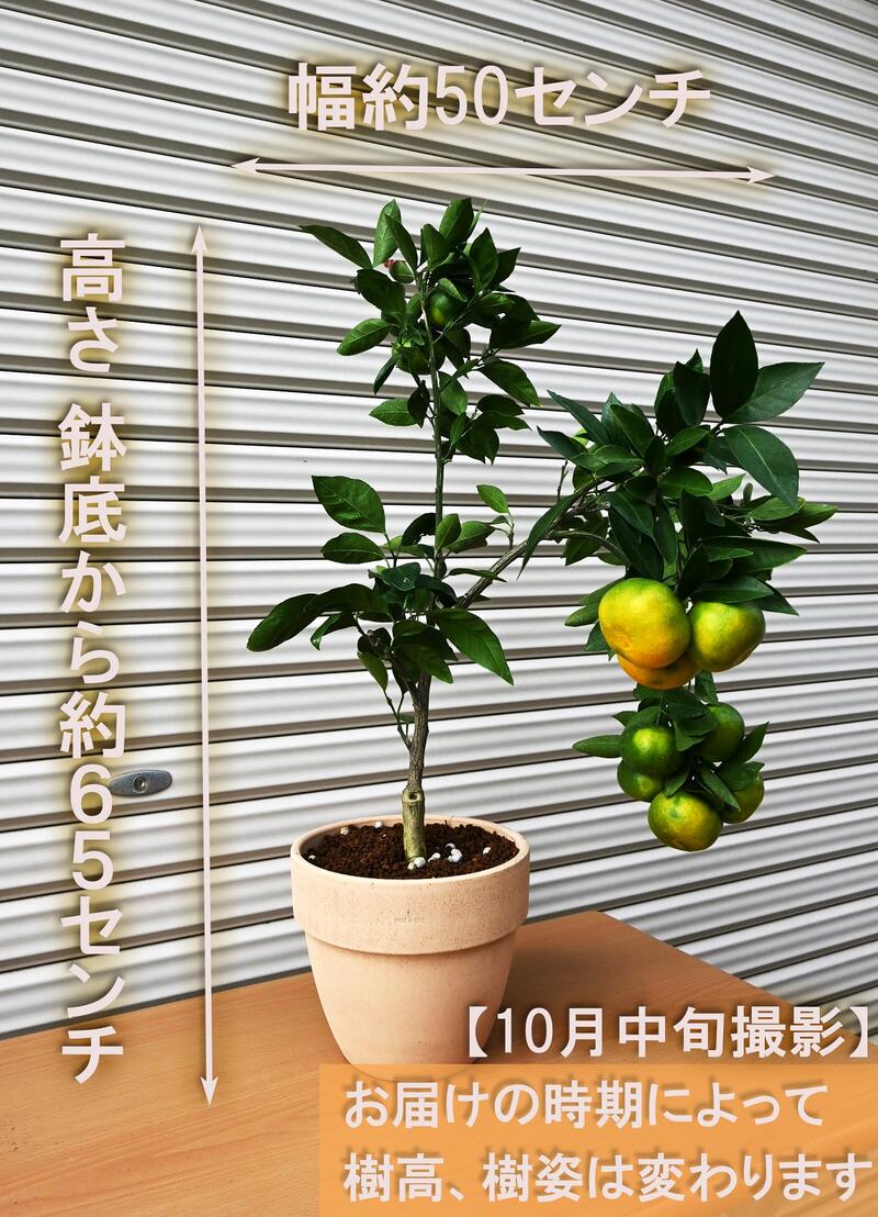 21年10月 12月実が付いています新入荷 みかん鉢植え ミカン鉢 テラコッタ鉢入り 蜜柑 おすすめの果樹ですみかん実付き Eleditor Net