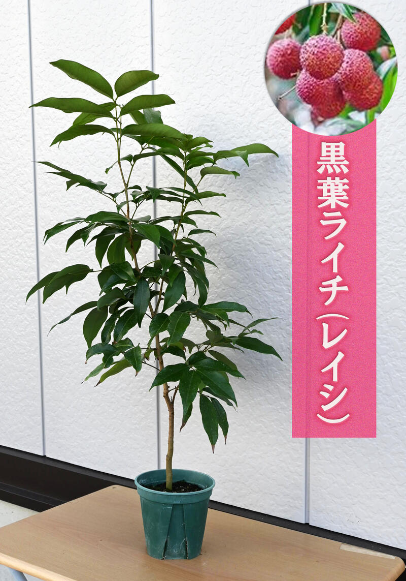 ライチ・レイシ（黒葉）取り木苗（13.5センチポット植え）：熱帯果樹苗