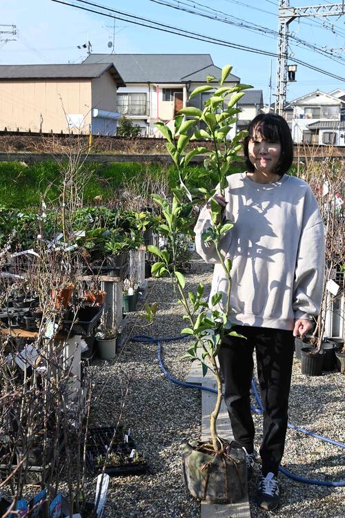 八朔苗 接ぎ木 5年物  150浪花節的 柑橘八朔大苗