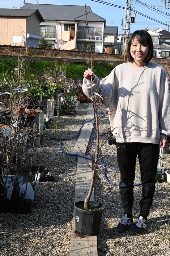 桃の木 日川白鳳 接ぎ木 5年物  150浪花節的