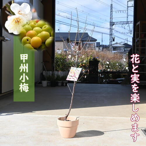 甲州小梅15キロ 小梅 300g - 紀州みなべ 坂口農園