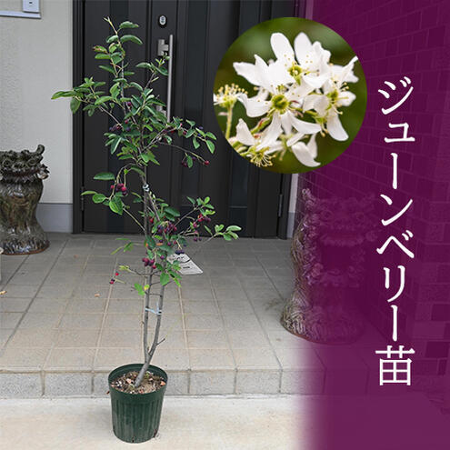 90-1まいこ様ジューンベリー8号苗 90-1まいこ様ジューンベリー8号苗
