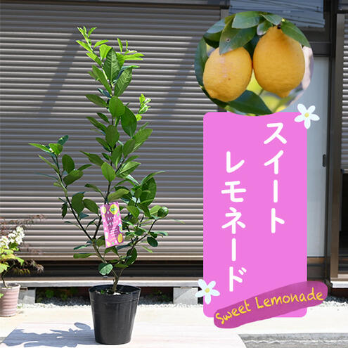 楽天市場】レモン 苗木 香水レモン（パキスタンレモン）《果樹苗