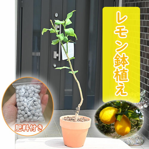 楽天市場】実付 ミラクルフルーツ 8号サイズ 鉢植え 送料無料 酸っぱい