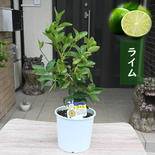楽天市場】ライム 苗木 【フレーバーグリーン】 種なしライム 3