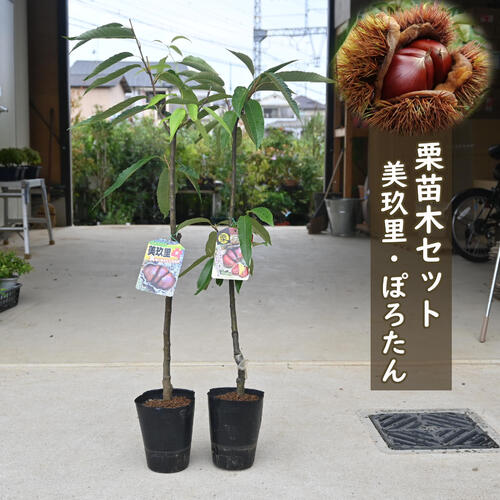 楽天市場】栗 苗木 【栗2品種 受粉相性OKセット ぽろたん ［登録