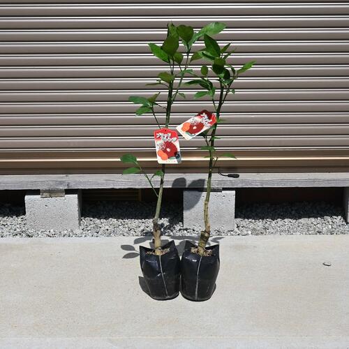 楽天市場】◇送料無料◇ レンブ 苗 【レンブ （桃色）】 ポット苗