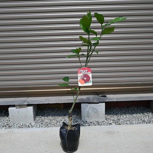 楽天市場】2種セットの赤い実のオレンジ果樹 ブラッドオレンジ モロー