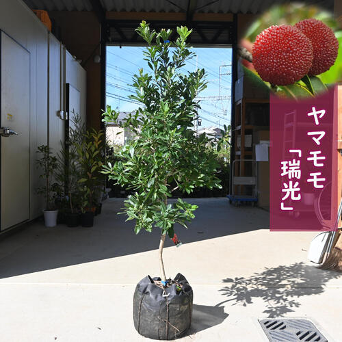 となりの樹やまもも 0123_main_p01.jpg