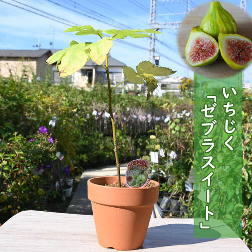 楽天市場】鉢植え栽培セット いちじく3年生用 ブラック