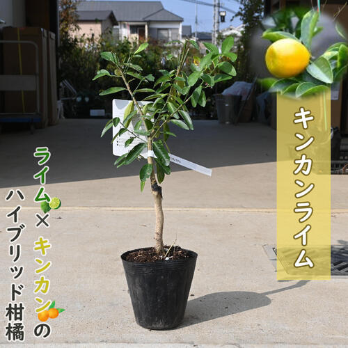 楽天市場】ライム 苗木 【キンカンライム】 1年生接木苗 : 苗木部 by