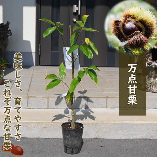 楽天市場】10月下旬より発送2025年NEW 選抜緑竹 ポット苗 タケノコの苗