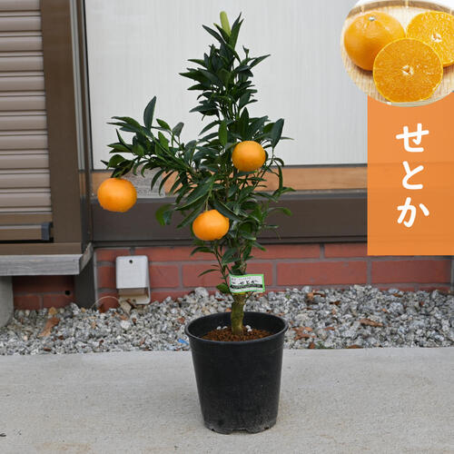 実付き！幻の高級ミカン苗木「せとか」４年生 実付き！幻の高級ミカン苗木「せとか」4年生 ウィーク価格！幻