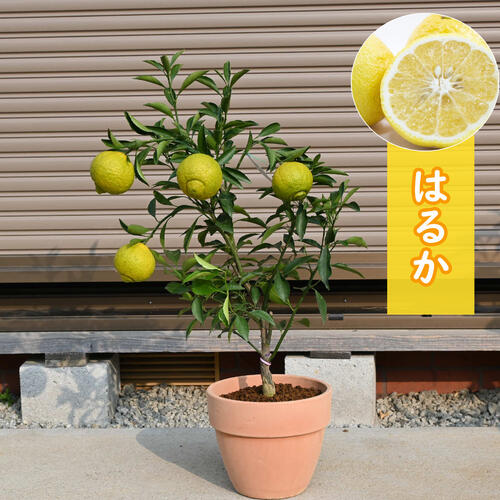 2026年開花後実のできる　はるか みかん　希少みかん ミカン鉢植え ビタミンCは　免疫力アップ　食べれるみかんのプレゼント　ハルカみかん