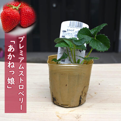 楽天市場】イチゴ苗 あかねっ娘 2個セット いちご 苺【いちご苗