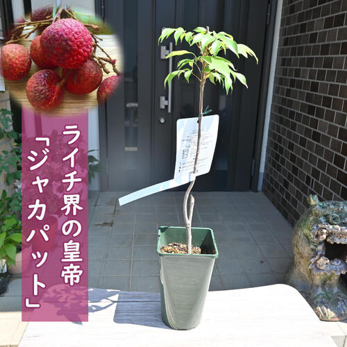 楽天市場】☆希少レア☆国産ライチ苗木☆数量限定
