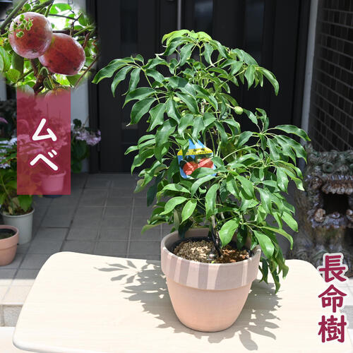 ムベ　挿し木　抜き苗　現品 楽天市場】◇送料無料◇ ムベ 苗木 【選抜大実ムベ】 1年生 接ぎ木