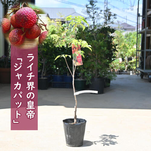 ライチ苗　品種　サカーン　6号 ライチ苗 6号 品種 サカーン 接木 - メルカリ