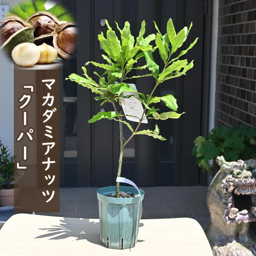 楽天市場】マカダミアナッツ バーモント種 取り木苗 7号スリット鉢植え
