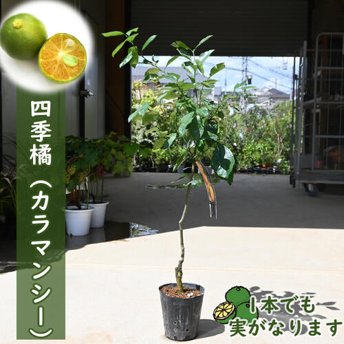 ymk カラマンシー2鉢セット 送料無料 ymk カラマンシー2鉢セット 送料