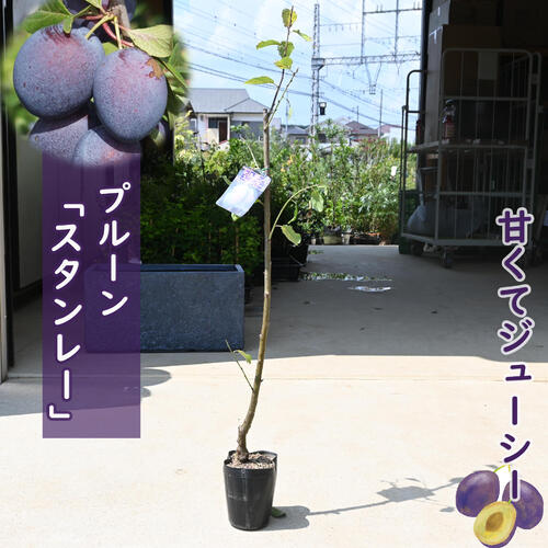 楽天市場】2024年NEW 果樹 プルーン 苗木 シュガープルーン 2年生