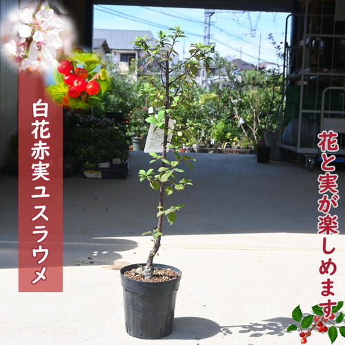 楽天市場】ゆすら梅赤花赤実（ユスラウメ）梅桃、山桜桃梅2025年