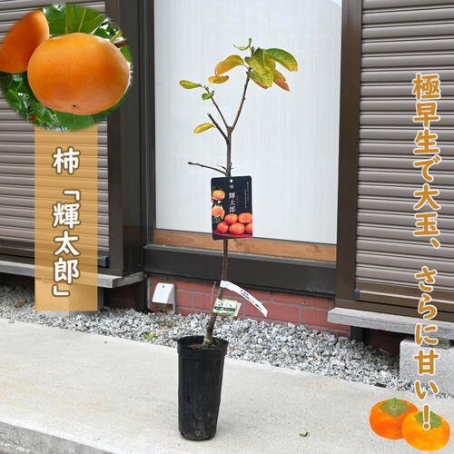 柿 麗玉　果樹苗木 カキ 甘柿 麗玉PVP プレミアム苗 1株 果樹苗 国華園 : 花と緑 国