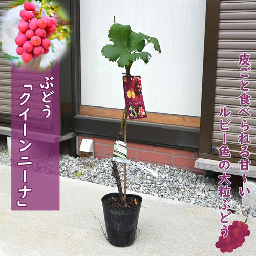 苗　クイーンニーナ　ぶどう　2年生　苗木　特大粒　皮ごと 楽天市場】2025年NEW ぶどう クイーンニーナ 苗木 赤ぶどう 大苗
