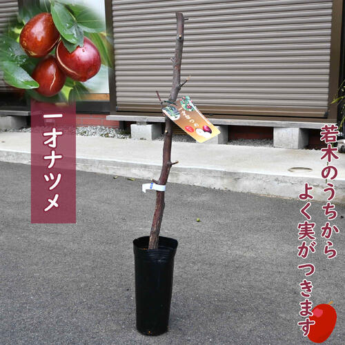 シロイ月です。リンゴナツメ　５年生苗 リンゴナツメ 5年生苗 シロイ月です。リンゴナツメ 5年生苗