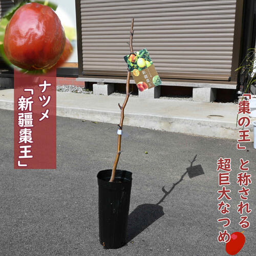 楽天市場】ナツメ 【シンキョウナツメオウ】 1年生苗 : 苗木部
