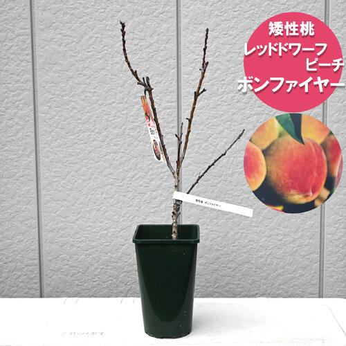 楽天市場】【サクラ属】矮性桃みきドワーフ 5号ポット販売目的の