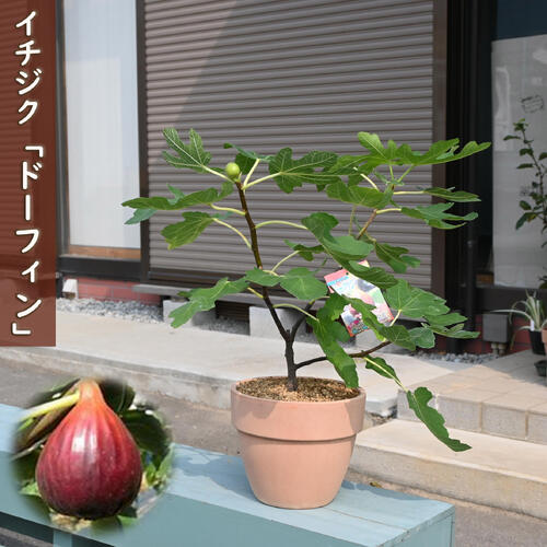 楽天市場】無花果イチジクドーフィン無花果【果樹】【プラ鉢植え