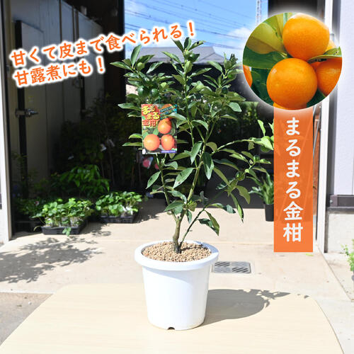 きんかん 711bOYMsLXL._UF350,350_QL50_.jpg