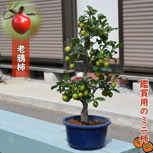 盆栽 ローヤ柿（トキワ柿）２個実つき 上級 ロウヤ柿 盆栽 懸崖 実付11月 老爺柿 ローヤ柿 小品盆栽