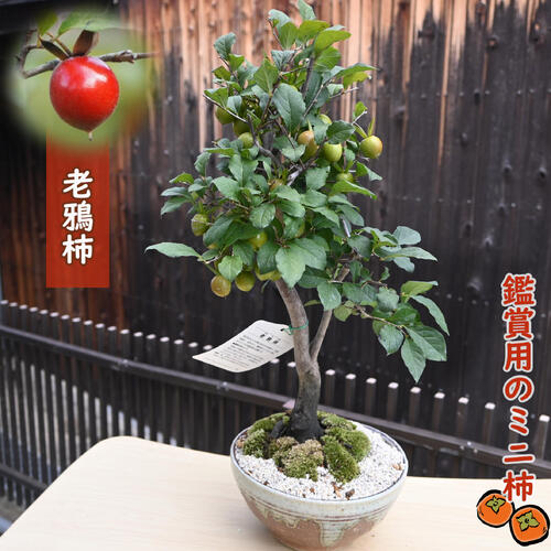 楽天市場】老爺柿（ロウヤガキ）雌木(メス) 7号 苗木(J04) : 千草園芸