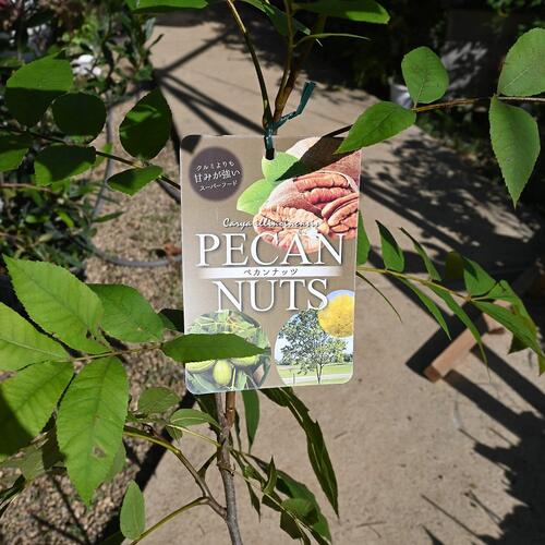 楽天市場】入荷2026年希少 マカダミアナッツ クーパー 苗木 マカダミア