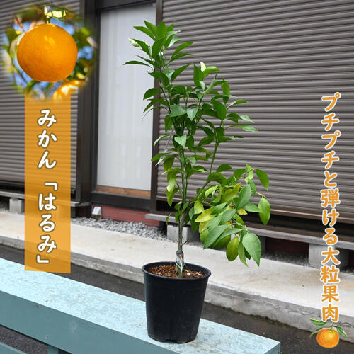 楽天市場】蜜柑のはるか みかん 希少みかんミカン 苗木 ビタミンCは