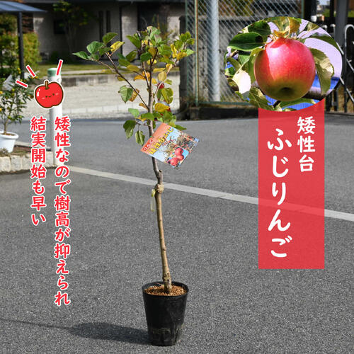 矮性台ふじりんご 苗木 富士リンゴ 矮性台木苗 贈り物に ギフト贈り物に開花後実のなるりんご 自分用やお誕生日プレゼントに 自宅用　プレゼント用としてもおすすめです 受粉樹が必要
