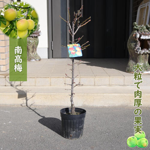 楽天市場】フェイジョア鉢植えフェイジョアアポロ 挿し木 しっかりと