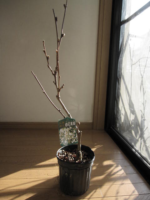 希少！清楚で上品な白藤苗！ジャコウ藤！花目付き！送料無料！ 希少！清楚で上品な白藤苗！ジャコウ藤！花目付き！送料無料！の