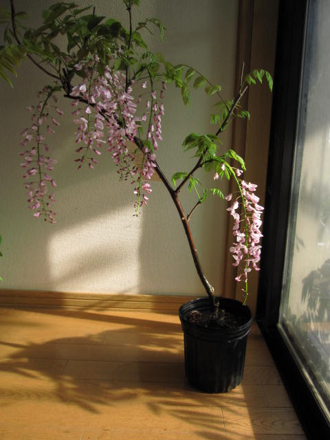 11月下旬から12月のお届けとなります。藤大苗2026年4月頃開花 庭木苗 クチベニフジ口紅藤