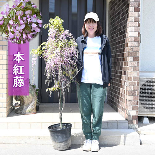 楽天市場】11月下旬から12月の発送となります。2026年4月に開花藤