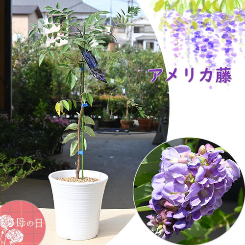 楽天市場】誕生日の贈り物に 2025年5月開花 めずらしい二季咲