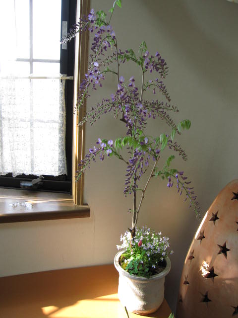 楽天市場 盆栽野田藤 藤盆栽大 藤盆栽 園芸百貨店何でも揃うこぼんさい