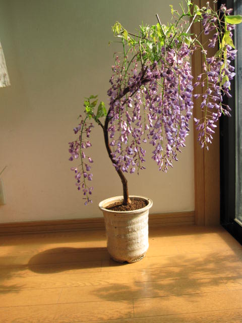母の日差し上げ物に2026年５月に花めく合わせる藤お生まれ落ちる日の差し上げ物に 盆栽\u003cBR\u003e藤藤盆栽育てる命のせんたく藤盆栽