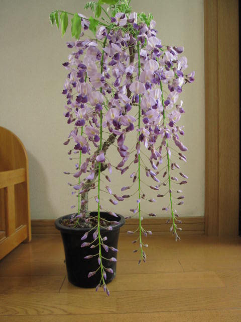 楽天市場】母の日のプレゼント用に2025年5月中頃開花【鉢植え